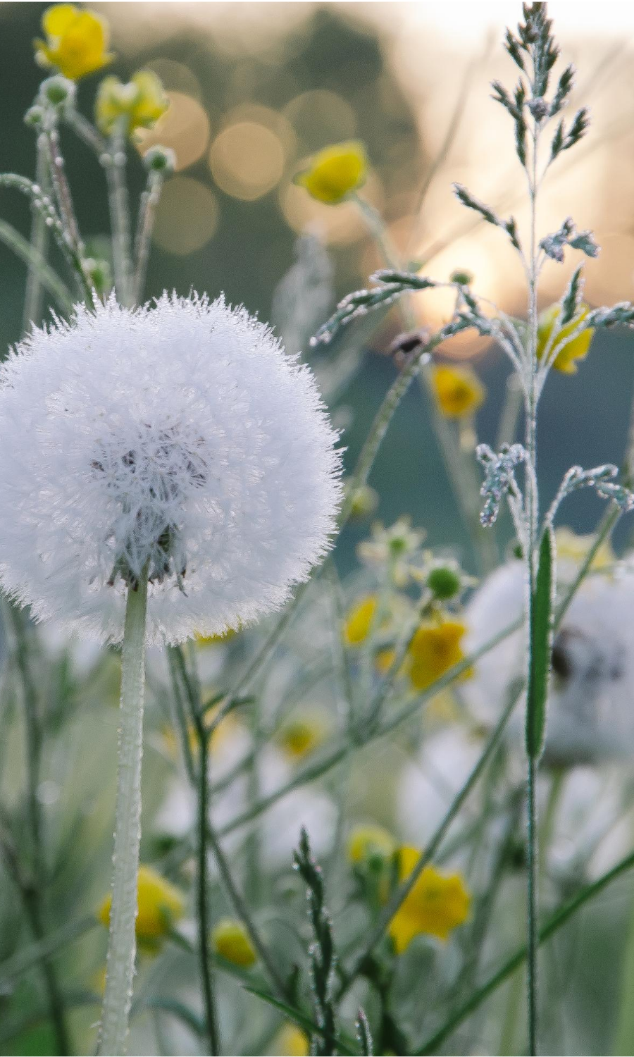 dandelions help build soil health