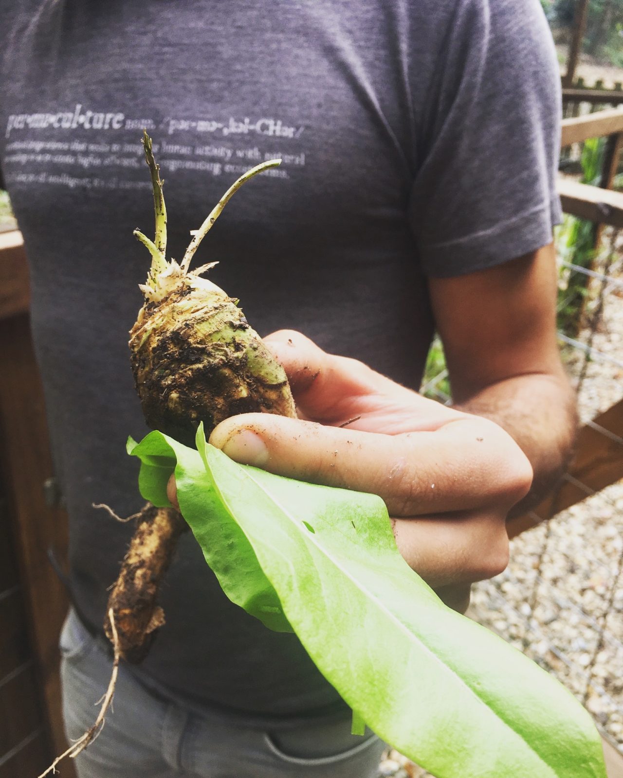 Harvesting Roots for Food and Medicine in Winter Shades of Green Blog