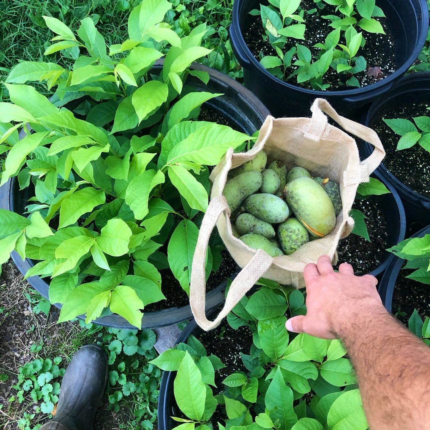 How to Grow Pawpaws From Seed Shades of Green Blog