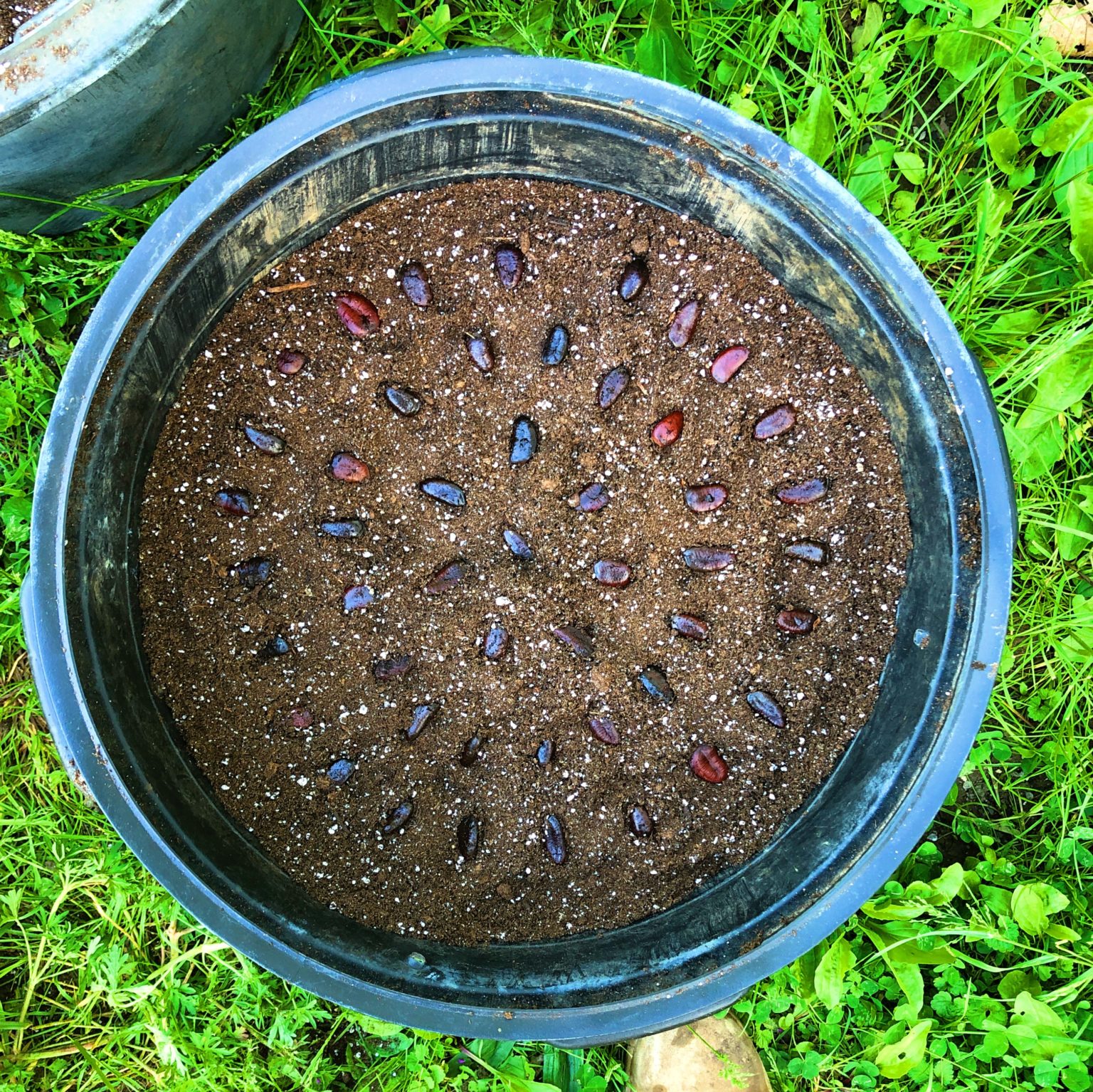 How to Grow Pawpaws From Seed Shades of Green Blog